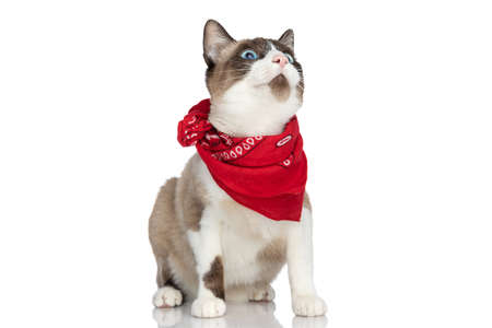 eager little metis cat with blue eyes looking up and wearing red bandana while sitting isolated on white background in studioの写真素材