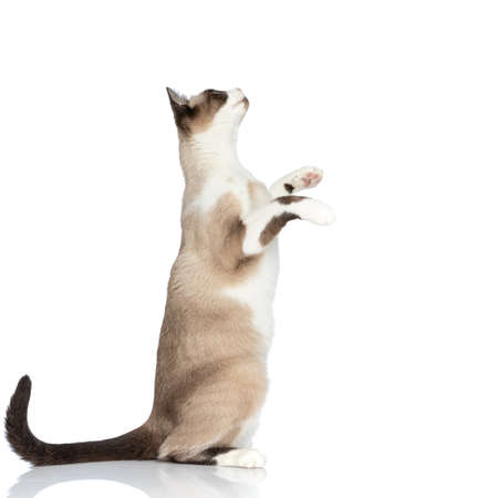 side view of adorable curious metis cat standing on back legs, holding paws in the air, looking up and asking for food on white background in studioの写真素材