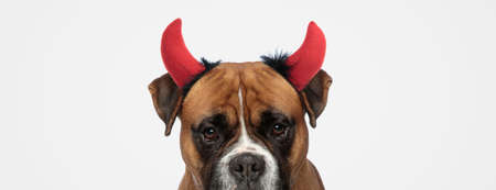 landscape of a boxer dog wearing devil horns and hiding his face from the camera on gray backgroundの写真素材