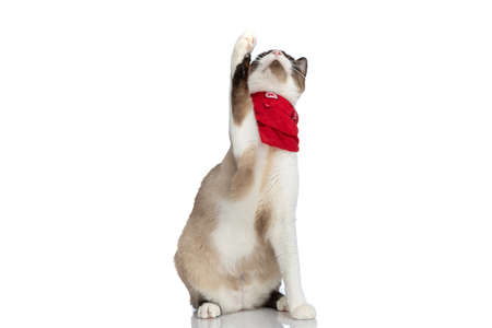 curious small metis cat with red bandana holding leg in the air and looking up while sitting isolated on white background in studioの写真素材