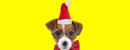 landscape of a beautiful jack russell terrier dog wearing a christmas hat, eyeglasses and a bowtie on yellow backgroundの写真素材
