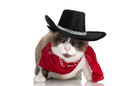 precious little metis kitty wearing cowboy hat and red bandana and sitting isolated on white background in studioの写真素材