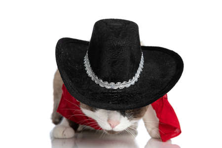 little metis pussycat wearing red bandana, covering face with hat and sniffing on white background in studioの写真素材