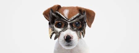 landscape of a cute jack russell terrier dog wearing a mask and looking at the camera against gray backgroundの写真素材