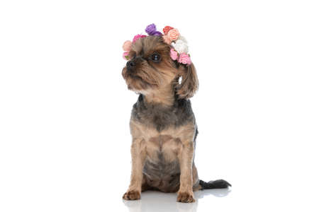 seated yorkshire terrier dog wearing a headband of flowers on head against white backgroundの写真素材