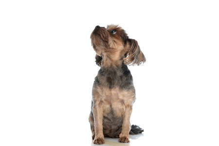 adorable yorkshire terrier dog sitting and looking up at something against white backgroundの写真素材