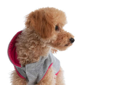 cool caniche dog looking to the side and wearing a nice hoodie on white studio backgroundの写真素材