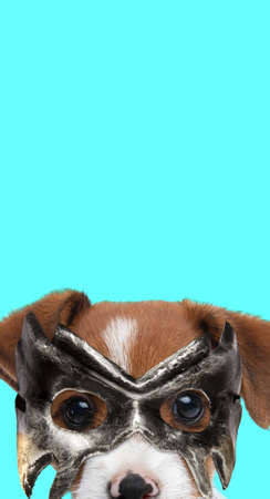 portrait of a cute jack russell terrier dog hiding his face behind a mask against blue backgroundの写真素材