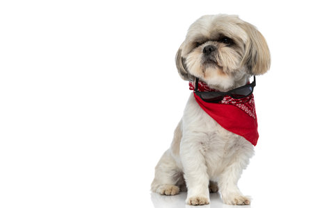 beautiful shih tzu dog dreaming about something, wearing sunglasses and a red bandanaの写真素材