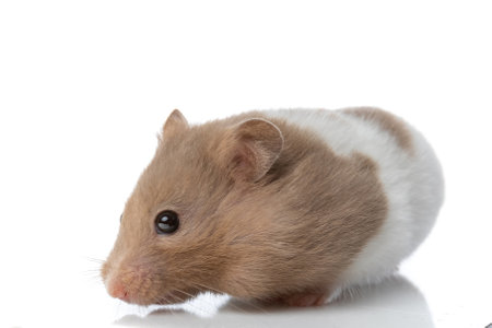 side view of an adorable syrian hamster looking at the camera and standing against white studio backgroundの写真素材