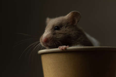 close up on a cute syrian hamster hiding in a coffee cup against gray studio backgroundの写真素材