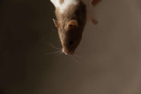 cute syrian hamster hanging in the air against gray studio backgroundの写真素材