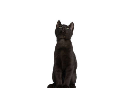 curious black cat sitting against white background in studio and looking upの写真素材