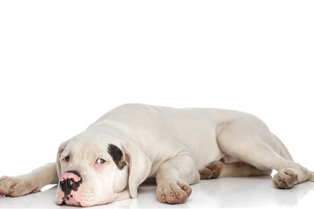 lazy american bulldog puppy laying down isolated on white background and looking up in studioの写真素材