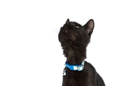 eager little metis black cat with blue collar curiously looking up and sitting isolated on white background in studioの写真素材