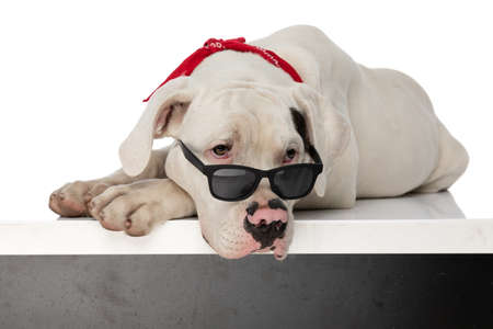 lazy american bulldog puppy wearing red bandana and sunglasses, holding head down and looking up while laying down on table in studioの写真素材
