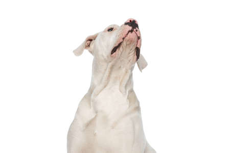 eager american bulldog puppy looking up and being curious while sitting isolated on white background in studioの写真素材