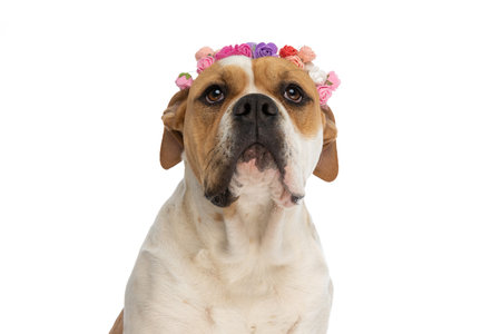 beautiful american bulldog dog looking up, wearing a headband of flowers against white backgroundの写真素材