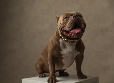 seated adorable american bully dog sticking his tongue out at the camera and wearing a leash on gray backgroundの写真素材