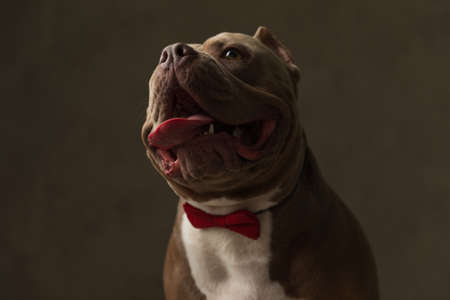 close up on a sweet american bully dog wearing a red bowtie and sticking his tongue out at the cameraの写真素材