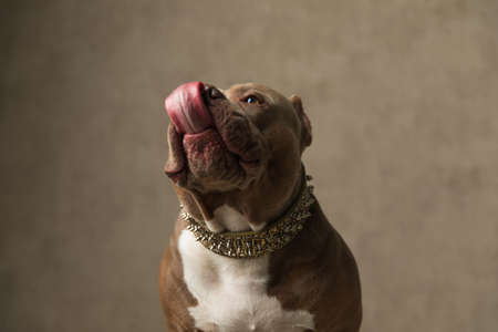 sweet american bully dog licking his nose, wearing a collar and sitting on gray backgroundの写真素材