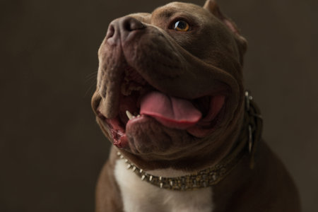 close up on a cute american bully dog sticking his tongue out at the camera on gray studio backgroundの写真素材