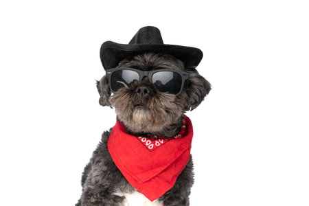 beautiful metis dog wearing a black hat on head, sunglasses on eyes and a bandana at neck