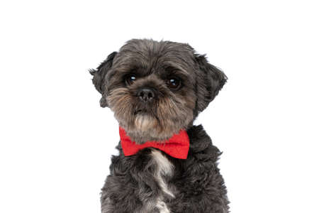 close up on a cute metis dog wearing a red bowtie and sitting against white studio backgroundの写真素材