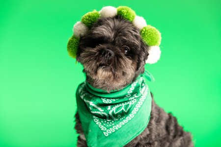 adorable metis dog wearing a green bandana and fluffy balls on green backgroundの写真素材