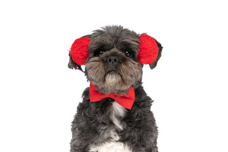adorable little metis dog wearing a red bowtie and headphones against white studio background