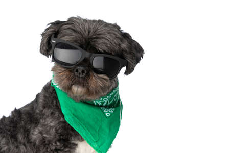 cool metis dog wearing sunglasses and a green bandana at neck on white backgroundの写真素材