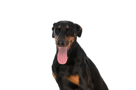 precious dobermann dog winking while sticking out tongue and panting isolated on white background in studioの写真素材