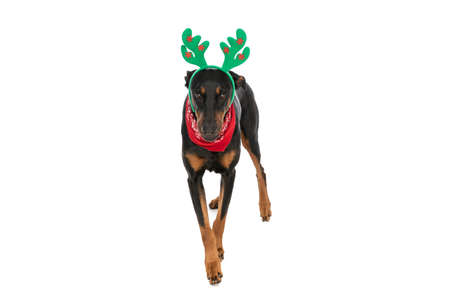cute dobermann dog with reindeer ears and bandana looking up and standing isolated on white background in studioの写真素材