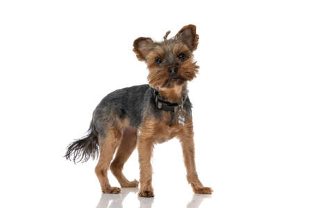 cute little yorkshire terrier dog wearing a leash and a bone pendant against white studio backgroundの写真素材