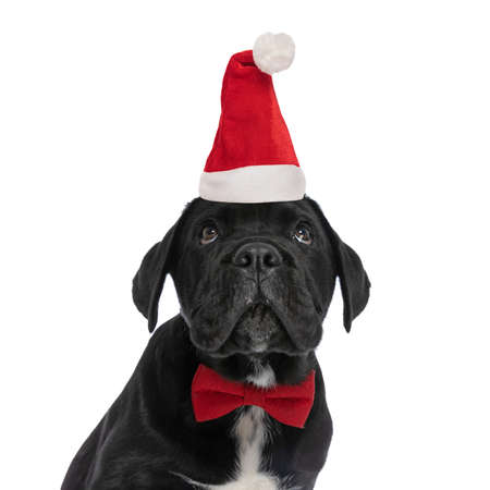 curious little labrador retriever puppy with christmas hat and bowtie looking up on white background in studioの写真素材