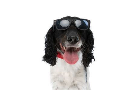 cool english springer spaniel dog with sunglasses sticking out tongue and panting while sitting on white background in studioの写真素材