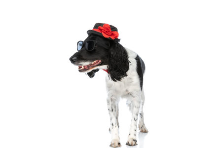 adorable english springer spaniel dog with hat, sunglasses and bowtie looking to side and walking on...