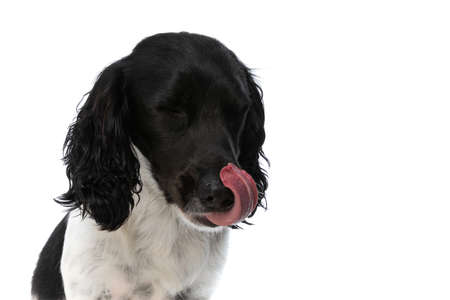 cute english springer spaniel dog sticking out tongue and licking nose on white background in studioの写真素材