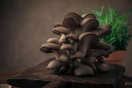 vintage food styling of oyster mushroom tree on top of wooden chopping board with fresh green plants behind promoting a healthy livingの写真素材