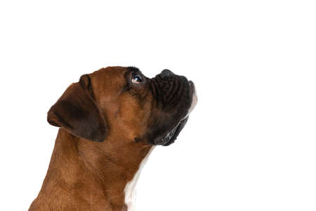 side view of a cute boxer dog waiting in line to be fed against white studio backgroundの写真素材