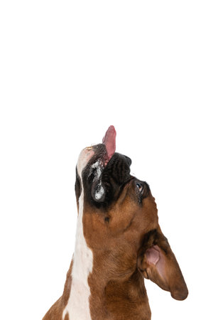 sweet boxer dog trying to reach something above him with his tongue against white backgroundの写真素材