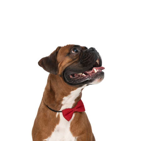 side view of a cute boxer dog sticking out his tongue, wearing a red bowtie and sitting against white backgroundの写真素材