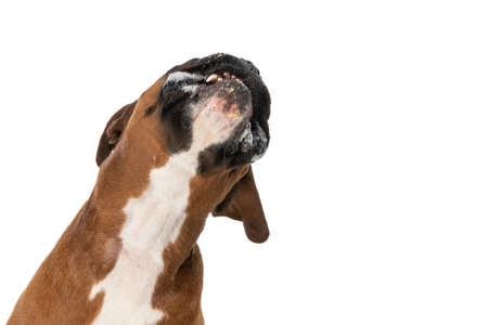 cute boxer dog leaning his head and preparing to bark behind a glass against white backgroundの写真素材