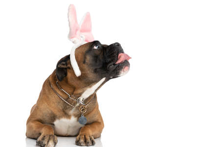 adorable boxer dog with pink bunny ears looking up side and panting while laying down isolated on white background in studioの写真素材