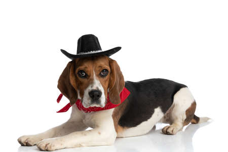 side view of a little beagle dog wearing a black hat and red bandana like a boss on white backgroundの写真素材