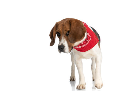 adorable small beagle dog bowing his head and being humble to his owner, wearing a red bandana