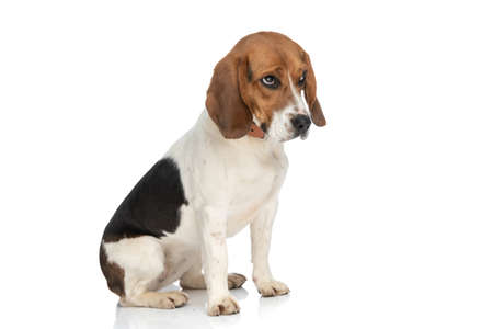 cute little beagle dog looking with humble eyes at someone who looks down to the poor doggyの写真素材