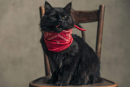 cute metis cat with black fur is licking her mouth and sitting on a vintage chair against wallpaperの写真素材