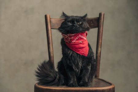 little metis cat with black fur is feeling a little tense while wearing a red bandana and sitting on wooden chair against wallpaperの写真素材