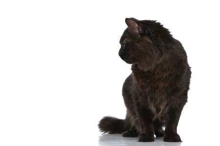 adorable metis cat with black fur is looking to side and sitting against white studio backgroundの写真素材